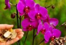 Viszlát hervadás, helló virágtenger: a filléres trükk, amitől az orchideád újraéled