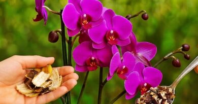 Viszlát hervadás, helló virágtenger: a filléres trükk, amitől az orchideád újraéled