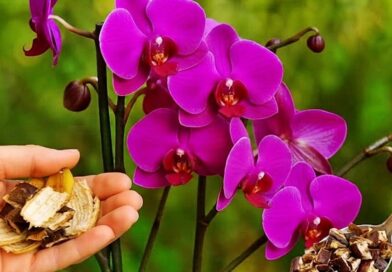 Viszlát hervadás, helló virágtenger: a filléres trükk, amitől az orchideád újraéled
