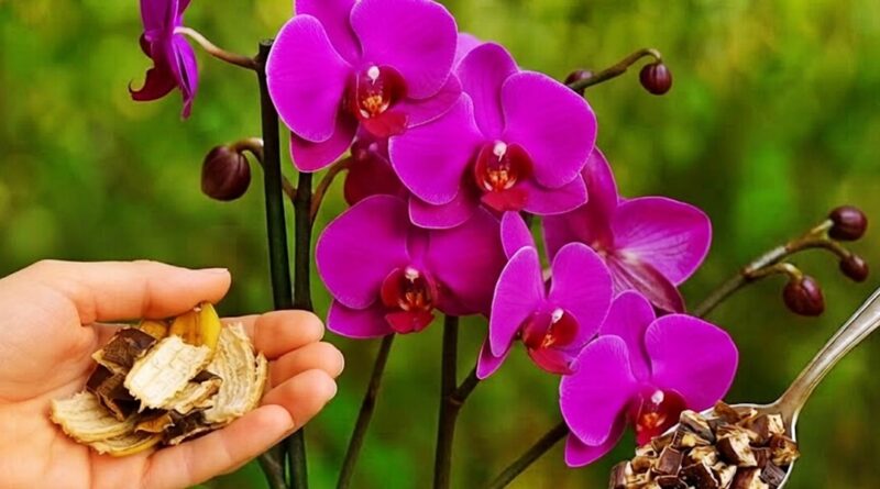Viszlát hervadás, helló virágtenger: a filléres trükk, amitől az orchideád újraéled