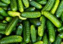 A kertész titka: ezt az egy hibát kerüld el, ha roppanós és finom uborkát szeretnél