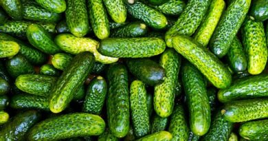 A kertész titka: ezt az egy hibát kerüld el, ha roppanós és finom uborkát szeretnél