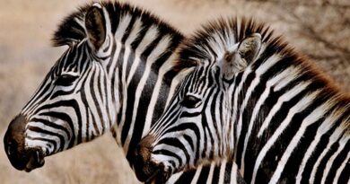 Kiderült az igazság! Ez okozta a rejtélyes zebra elpusztulásokat Hatvanpusztán