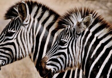 Kiderült az igazság! Ez okozta a rejtélyes zebra elpusztulásokat Hatvanpusztán