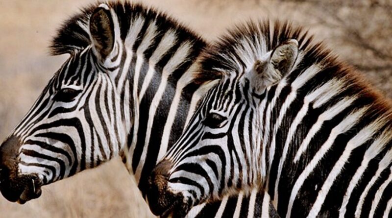 Kiderült az igazság! Ez okozta a rejtélyes zebra elpusztulásokat Hatvanpusztán