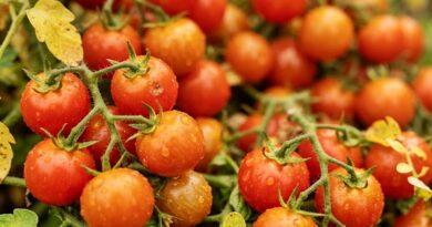 A kertészek titka: ettől még szeptemberben is ontja a paradicsom a termést!
