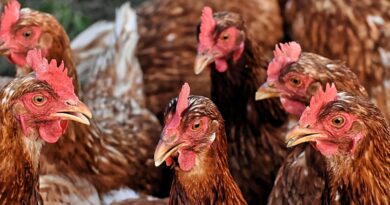 Ajjaj: újabb baromfipestis-eseteket igazolt a Nébih